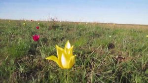 Максютовская тюльпанная степь. Слушаем пение птичек)