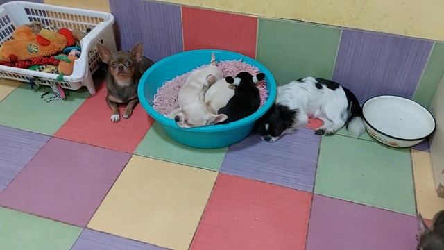 приятный вечер с чихуахуа Кастропуло,собаки наигрались и спят смотреть онлайн