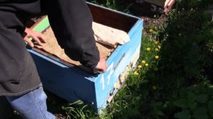 Как делать отводки ,мини отводок на одну рамку с не плодной маткой