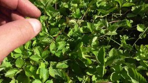 Клубника из семян с ТП Алиэкспресс, купленных в нескольких магазинах