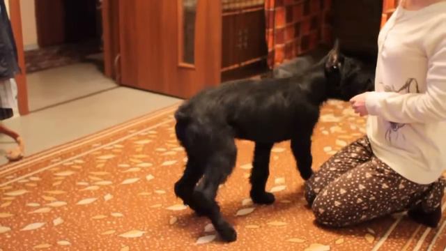 Roman-Kosh Orsetto Shine - 3 months - Commands смотреть онлайн