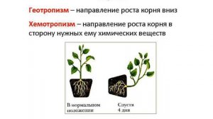 Движение растений