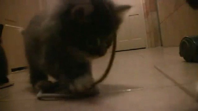 Кошачий ужас