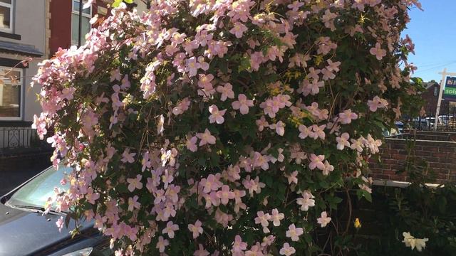 It’s Fairy Dust Time Again смотреть онлайн