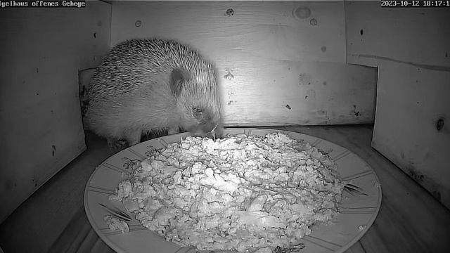 Ежика пришел в столовку#Nistkasten Livestream смотреть онлайн