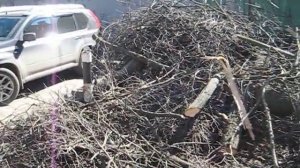 Пилят дерева