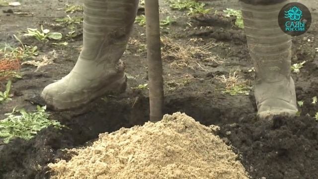 Как сажать саженцы плодовых культур?