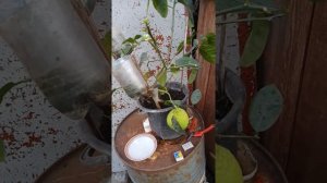 Урожай комнатного лимона сорт Пандероза