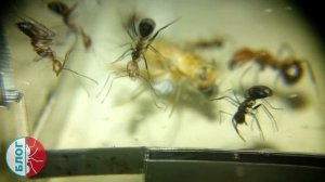 Муравьи Camponotus nicobarensis в муравьиной ферме Кристалл - GL