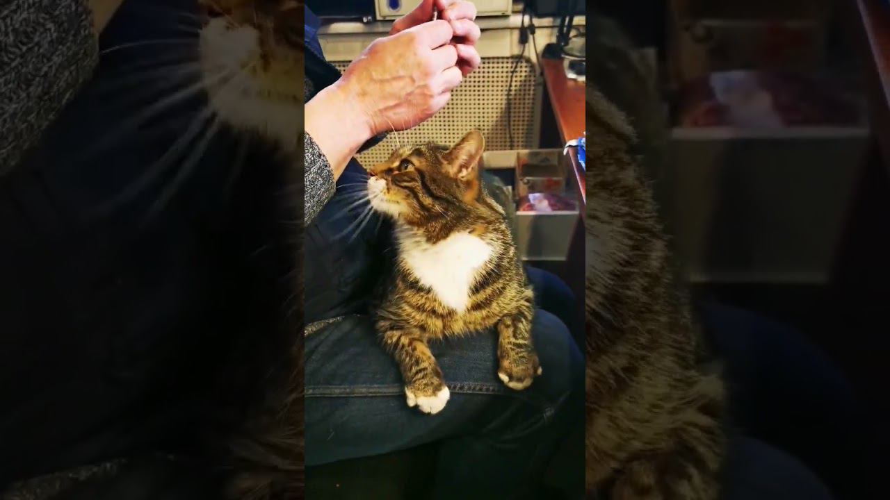 котег смотреть онлайн