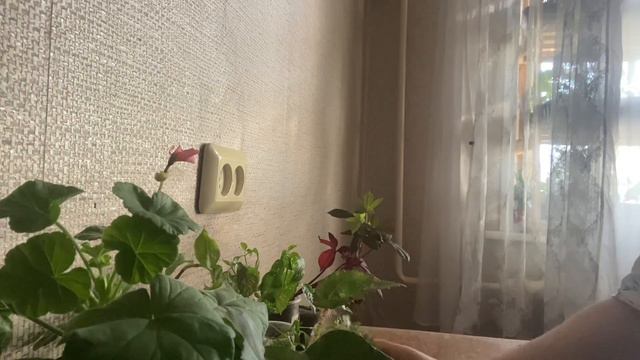 Излишки комнатных растений и не только!