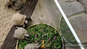 ???ЗООПАРК В ТАЛЛИНЕ,ZOO PARK IN TALLIN,Tallinna Loomaaeda