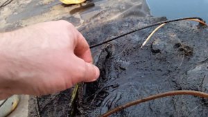 Зимовка нимфеи White Sensation