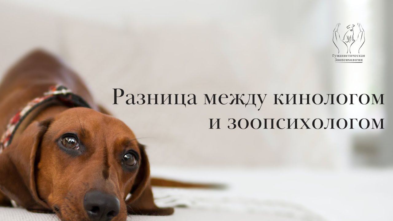 Разница между кинологом и зоопсихологом