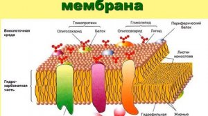 Цитоплазматическая мембрана