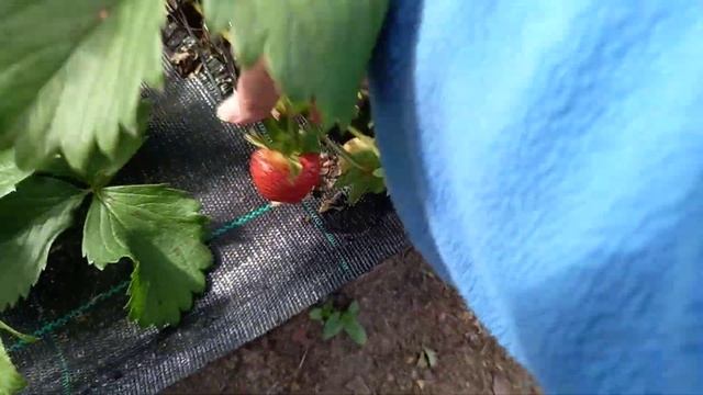 10 июня. Первые ягоды на ремонтантных сортах. смотреть онлайн