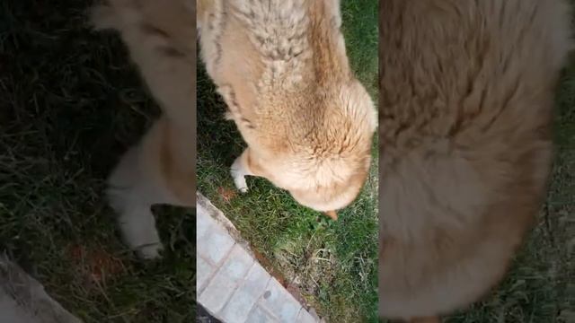 Собака - травоядное животное смотреть онлайн