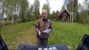 Обзор чучела голубя российского производства