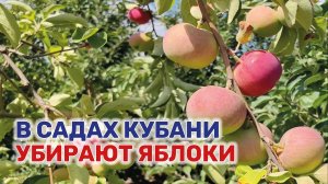 Как проходит сбор летних сортов яблок в Динском районе
