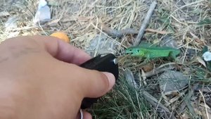 Ящерица на страже! Смотреть до конца!