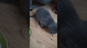 Мама помогает сыну)