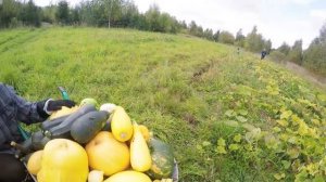 Наш урожай тыквы на поле у банкиров в деревне + Тыква Гигант Atlantic Giant
