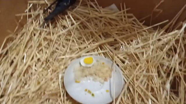 Спасаем ласточку! смотреть онлайн