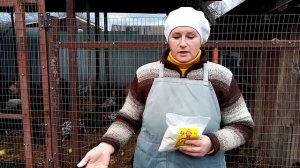Трикальцийфосфат - как повысить яйценоскость и иммунитет кур.