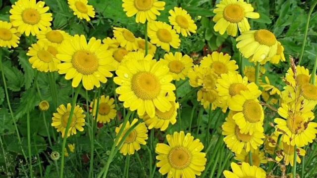 Пупавка (антемис) смотреть онлайн