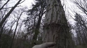 ДЕРЖАЛСЯ за ГОЛОВУ и ОРАЛ, как ПОЛОУМНЫЙ, на ВЕСЬ ЛЕС!!! ПОИСК ЗЛАТА СЕРЕБРА!