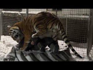 Тигр Ройс уронил меня!))