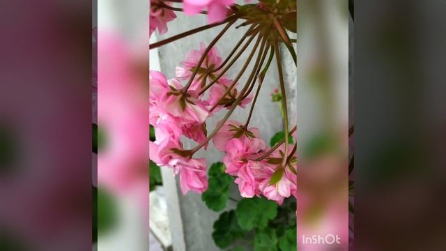 зонартик Ю Сакура#цветы #пеларгонии #pelargonium