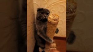 Кот наказан в углу.