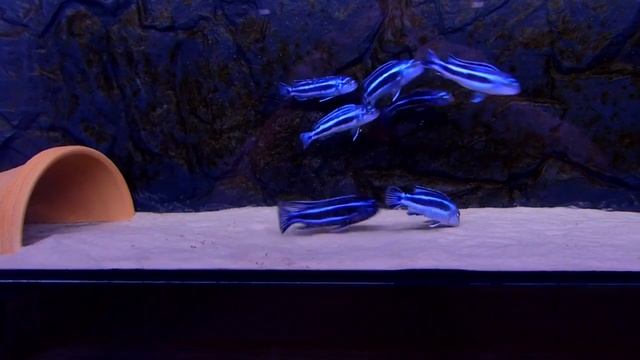 Pseudotropheus Cyaneorhabdos Maingano F1 смотреть онлайн