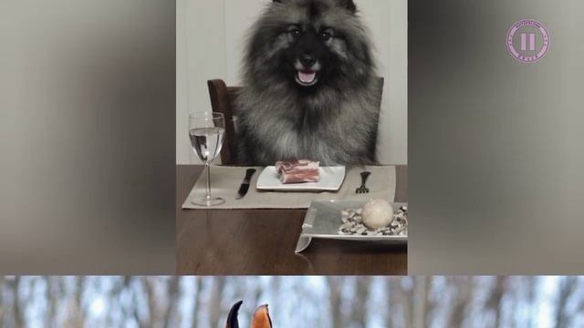 20 самых умных пород собак