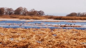 Перелётные птицы. Апрель 2022