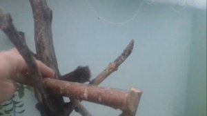 Полевка-Маленькая "мышь". Содержание и приручение дикой полевки.