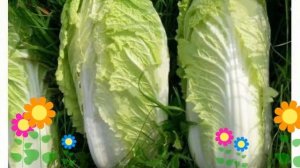 Капуста пекинская F1 Ника. Краткий обзор, описание характеристик, где купить саженцы, семена