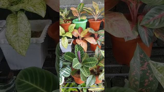 My Aglaonema Collection #Aglaonema