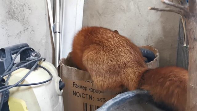 Не заводите лису дома и звук потише смотреть онлайн