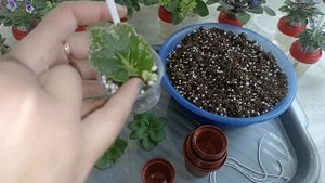 Как ухаживать за мини фиалками?