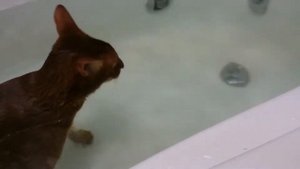 Кот в воде и под водой)