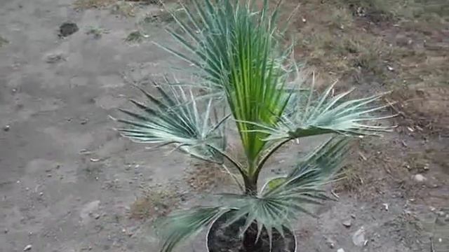 Washingtonia Filifera ''nitka'' progres 2016 смотреть онлайн