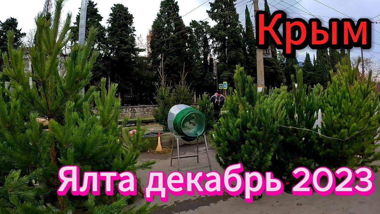 ▶️ Прогулка по городу / Покормили собак Погода вечером +10 Ялта 15 декабря 2023 год Крым