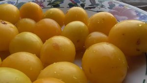 Жёлтые сливы на тарелке, сорт сливы Курага