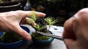 Как из хвойной шишки сделать Бансай