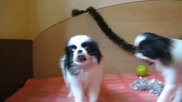 Японский хин в Одессе смотреть онлайн