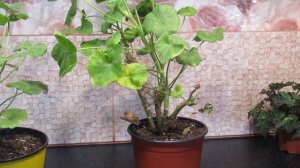 ГЕРАНЬ ЗИМОЙ. ОШИБКИ УХОДА.