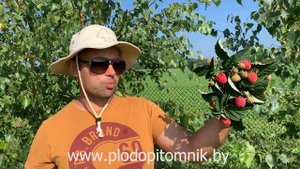 ? Малиновое дерево СКАЗКА. Ягоды так называемого малинового дерева либо штамбовой малины в питомник