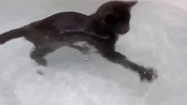 котенок плавает,прикол,about cats, funny, watch this!!! смотреть онлайн